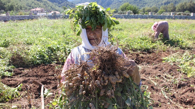 Türkiye’nin en lezzetli doğal fıstığı Marmaris’te yetişiyor.  