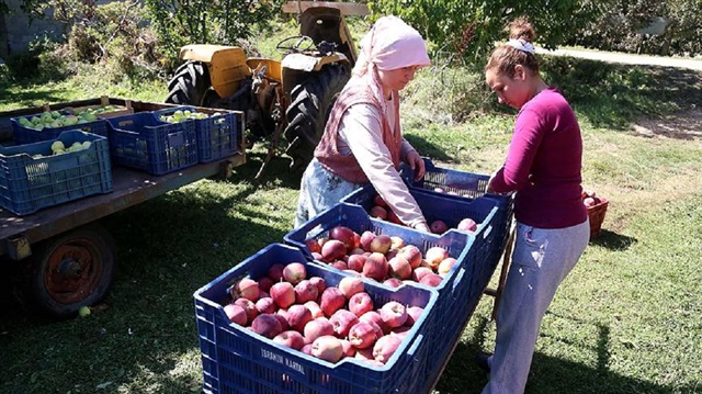 Türkiye elma üretiminin yaklaşık üçte birinin gerçekleştirildiği Isparta'dan giden elmalar, yurt dışında çok rahat alıcı buluyor.