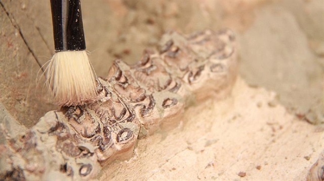 Kayseri'de 9 milyon yıllık zürafa fosili bulundu.