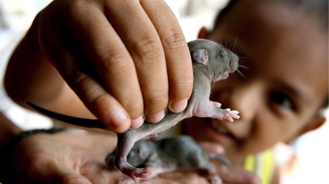 Endonezya'da ilginç proje: Yakalanan fare başına 1,5 dolar