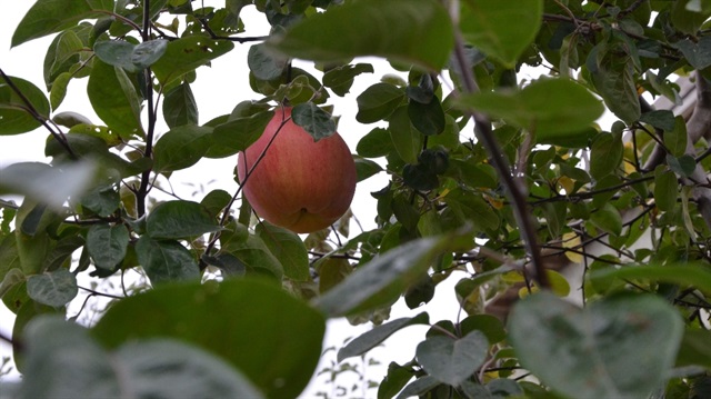 Ayva diye diktiği ağaç 7 yıl sonra meyve verdi. Meyvede ayva, elma, armut ve muşmula tadının olduğu görüldü. 