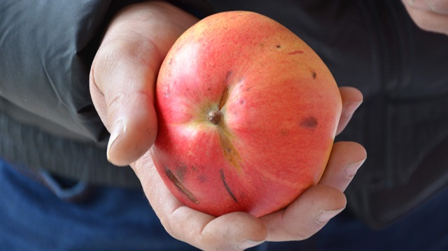 Meyvenin görüntüsü elmaya içi ise ayvaya benziyor.