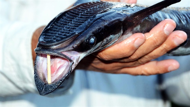 Bodrum'da okyanuslarda yaşayan vantuz balığı yakalandı.