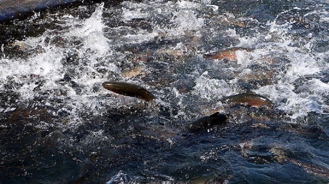 Kahramanmaraş'ın barajlarından on beş ülkeye balık ihracatı.