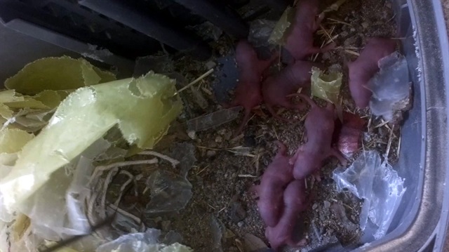 Süpürge torbasının içinden 7 tane yavru fare çıktı.
