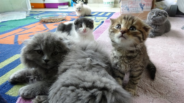  İstanbul'da Pet Shoplara satılmak üzere getirildiği öğrenilen melez kedilerin dünyanın en pahalı 10 kedi cinsi arasında olduğu öğrenildi.
