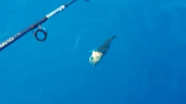 Mersin'de balon balığı oltaya takıldı.