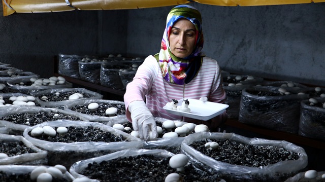 Köyündeki evinin 100 metrekarelik bodrum katında mantar yetiştiriciliği yapan girişimci ürettiği mantarları kilogramı 9 liradan satıyor.