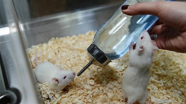 Bu proteinin çıkarıldığı farelerde, hatta yaşlı olanlarında bile, insülin hassasiyetinin ve glukoz toleransının normal seviyelere dönebildiği, bunun, galektin-3'ü hedef alan farmasötik önleyicilerle de sağlanabildiği görüldü.