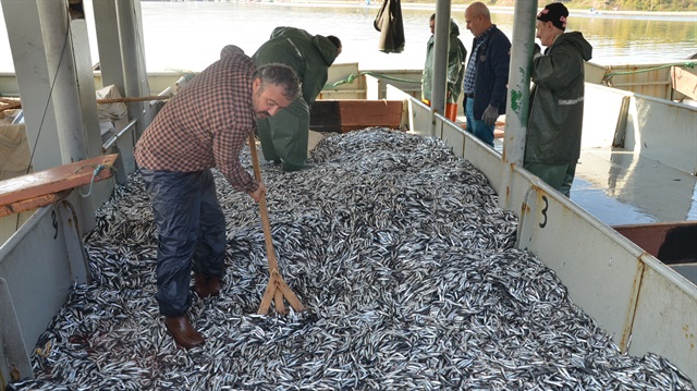 Sinop açıklarında iki günde yaklaşık 100 ton hamsi avlandı.