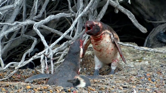 Erkek penguen, eşini başka bir erkek penguenle yakalayınca ortalığı savaş alanına çevirdi