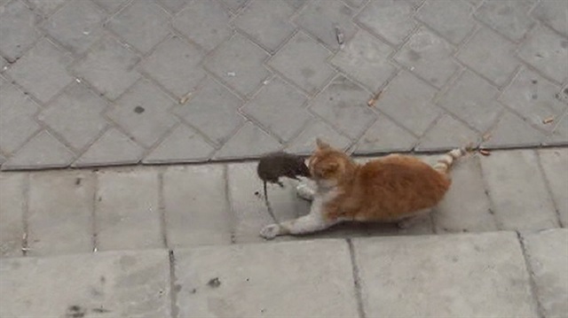 yeni safak