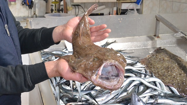 Akdeniz kökenli bir balık türü olan fener balığının Karadeniz'de yakalanması şaşkınlığa neden oldu.