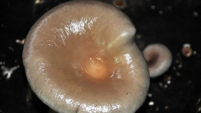 mantar yedikten sonra 48 saatiniz var yeni safak