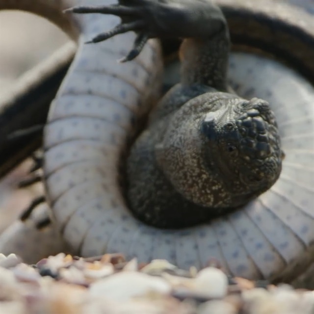yilanlardan kacan iguana 2 bu sefer kacamadi