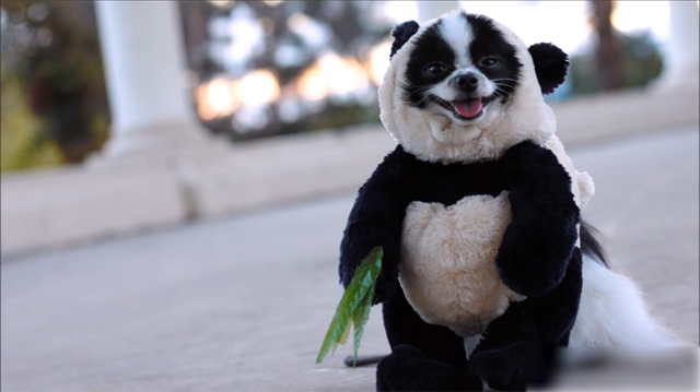 Panda Kostumu Giyen Kopegin Sevimli Halleri
