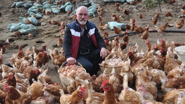 Buldugu Yontemle Tavuk Uretimini 5 Kat Arttirdi Siparislere Yetisemiyor Buldugu Yontemle Tavuk Uretimini 5 Kat Arttirdi Siparislere Yetisemiyor