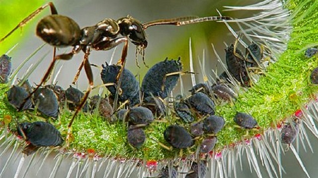 Fiji'nin tropikal ikliminde yaşayan 'Phildris Nagasau' adlı karınca türü.