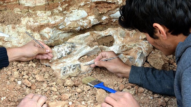 Fosiller Kapadokya bölgesinde açılacak yeni müzede sergilenecek