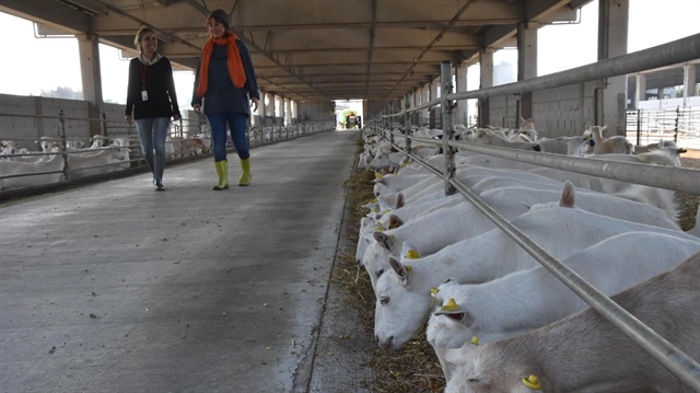 Funda Özer Baltalı, günde 10 bin litre sütü işleyerek yaptığı keçi sütü, peynir, kefir ve yoğurdu dünyaya satıyor.