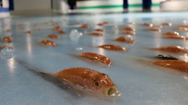 Japonya'da açılan Space World adlı tema parkta ilgi çekmek amacıyla buz pisti içinde 5 bin balığı donduruldu. 