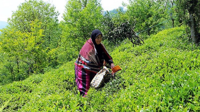 Paliç, ithal çayın Türk çaycılığını olumsuz etkilemediğini vurgulayarak, "Türk çay sektörüne ekonomik anlamda zarar veren, yurt dışından kaçak yollarla yurda sokulan yaklaşık 40-50 bin ton civarında ki kaçak çaydır" dedi.