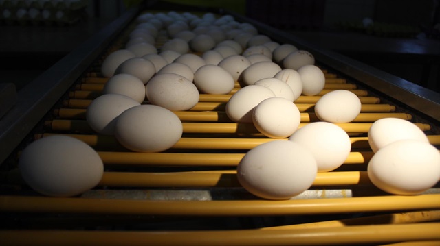 Yumurta ihracatı, pek çok ülkede baş gösteren kuş gribinin etkisiyle, önemli ölçüde artış gösterdi.