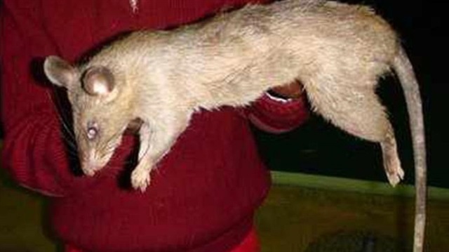 Güney Afrika'nın başkenti Cape Town'da 2011 yılında Lunathi Dwadwa isimli bir bebeği de fare yemişti.  
