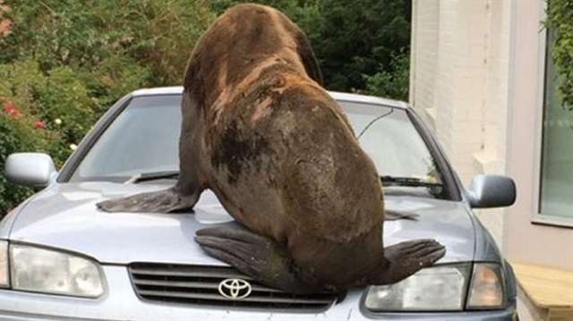 Avustralya'nın Tazmanya eyaletinde başıboş gezen dev fok park halindeki arabayı ezdi.