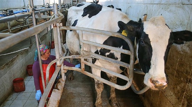 Karaman, Manyas'ta günlük ortalama süt üretiminin 120 ton civarında olduğunu belirtti.