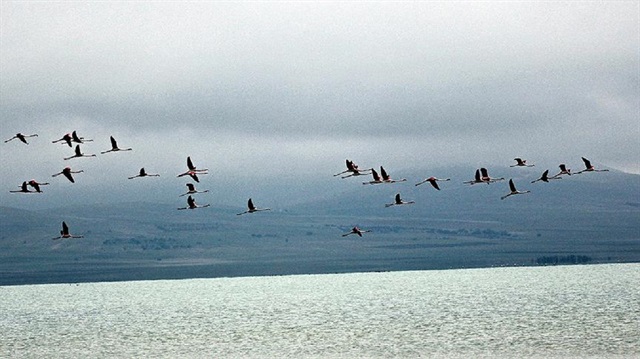Küresel ısınma yüzünden kuşlar erken göç ediyor