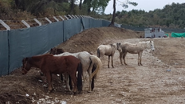 Manavgat'taki baskında ölüme terk edilmiş atlar ele geçirdi.