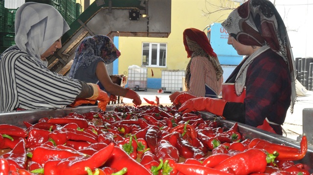 Hollanda'ya 2016 yılında 2 milyon liranın üzerinde acı biber salçası ihracatı yaptı.