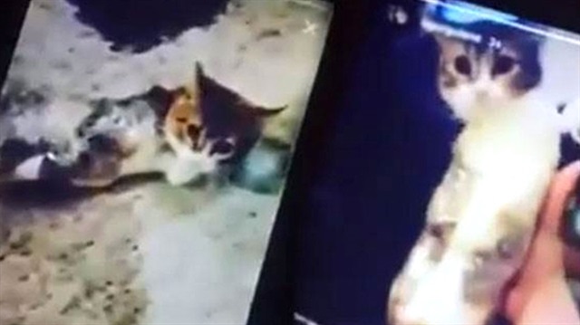 İki genç, yavru kediye eziyet ettikleri görüntüyü sosyal medyadan paylaşmıştı. 