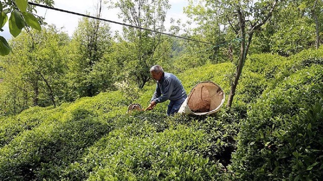 Türkiye'nin geçen yılki çay ihracatında Belçika 2 milyon 114 bin 716 kilogramla ilk sırayı aldı.