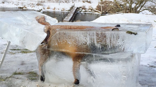 Almanya'da kalıp şeklinde donmuş olarak bulunan tilki görenleri şaşırttı.