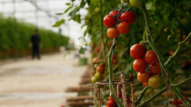 Türkiye 186 ülkeye bin 730 çeşit tarımsal ürün ihraç ediyor.
