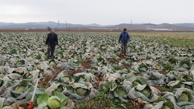 Pazarda tanesi 7 lira olan lahananın kilosunu çiftçi tüccara ancak 35 kuruşa satabiliyor.