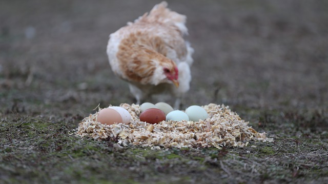 Şili kökenli 'araucana' cinsi yeşil yumurtacı tavuklar.