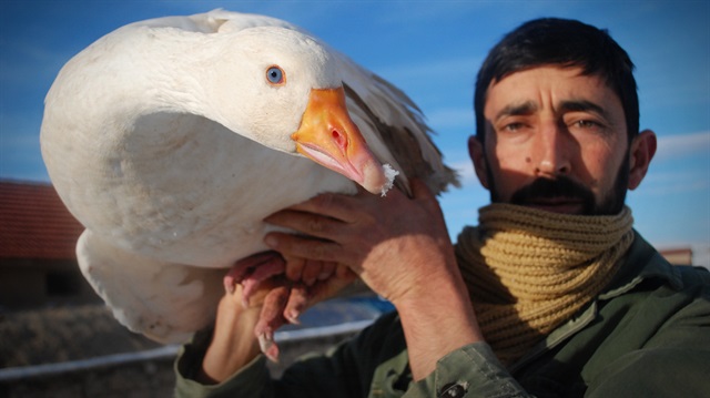 Kütahya'daki köylerde yılda yaklaşık 200 bin civarında kaz yetiştiriliyor.