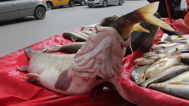 Karasu Nehri'nde ağlara 45, 35 ile 22 kilogramlık üç turna balığı takıldı​. 