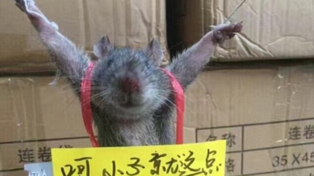 Pirinç hırsızı fareye eziyet: Patilerinden bağlanarak cezalandırıldı