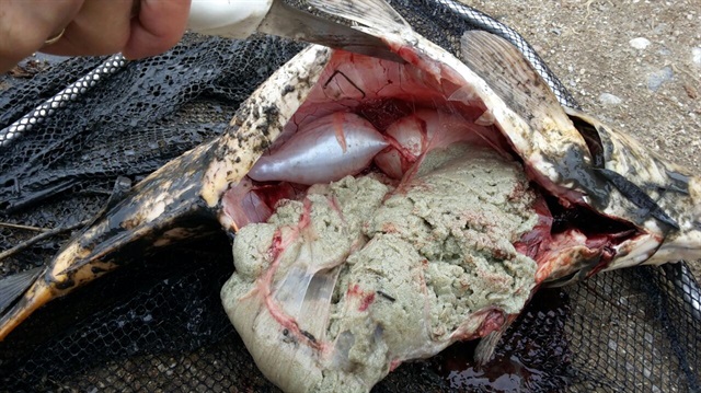 Porsuk Çayı'ndaki balık ölümleri endişeye neden oldu. 