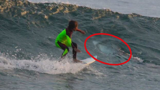 Sydney'in 180 kilometre kuzeyindeki Port Stephens'da çekilen bu fotoğrafta 10 yaşındaki Avustralyalı çocuk ile köpekbalığı aynı karede. 