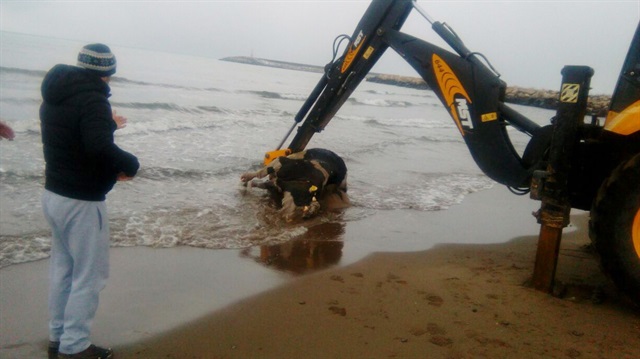 Cide'de sahile vuran inek, belediye ekiplerine ait iş makinesinin yardımıyla denizden çıkarıldı. 