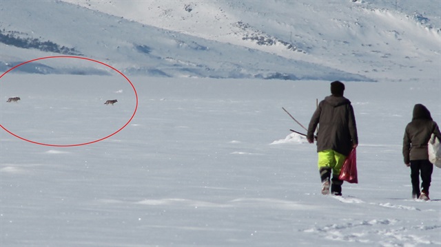 Çıldır gölü üzerinde kurtlarla, balıkçılar aynı karede görüntülendi.