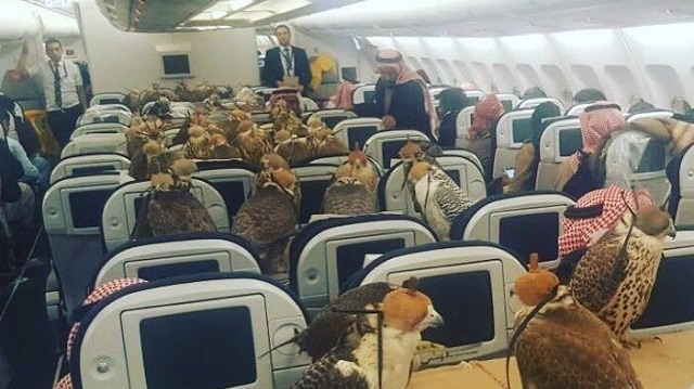 As evidenced by the viral flight photo, the falcons were flying economy class