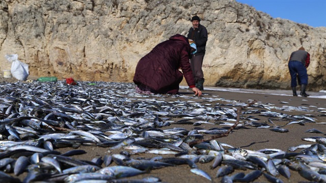 Kar suyunun denize inmesiyle şoka giren balıklar, karaya vurdu. Vatandaşlar, sahile vuran balıkları topladı.