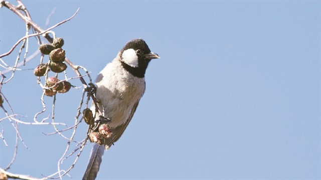 The white-cheecked bulbul has taken refuge from the Syrian war in Turkey.