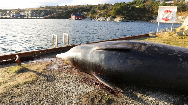 Norveç'in Bergen kenti yakınlarında Sotra adasında bir balina kıyıya vurdu. 